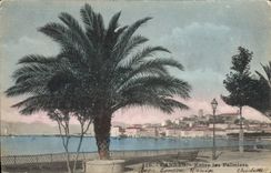 CPA Cannes Entre les Palmiers 