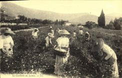 REPRO Sur la Cote d'Azur La Cueillette du Jasmin 