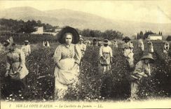 REPRO Sur la Cote d'Azur La Cueillette du Jasmin 