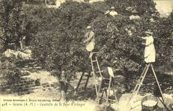 REPRO Grasse A M Ceuillette de la fleur d'oranger 