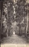 CPA Ile Sainte Marguerite Allee des Eucalyptus 