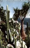 CPA Jardin Exotique de Monaco Symphonie en blanc Natina recurvata 