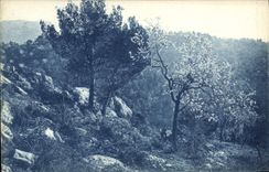 CPA La Cote d'Azur Etude d'Arbres 