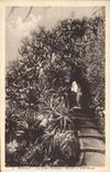 CPA Monaco Les Jardins Exotiques 