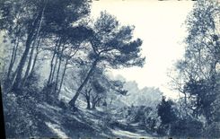 CPA La Cote d'Azur Etude d'Arbres 