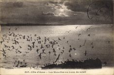 CPA Cote d'Azur Les Mouettes au lever du soleil 