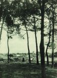 CPA La Tranche sur Mer vue des bois de Pins 