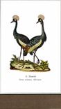CPM G Eduards Grus Cristata Africana  Oiseaux
