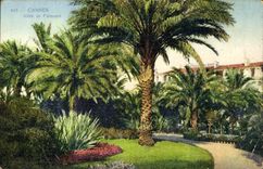 CPA Cannes Allee de Palmiers 