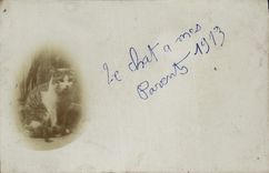 CARTE PHOTO Chat