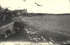 REPRO Cannes Les Mouettes sur la Plage de la Croisette 