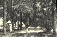 REPRO Nice Le Chateau Allee des Palmiers 