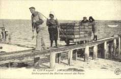 REPRO Cote d'Argent Arcachon Gironde Dechargement des Huitres venant des Parcs 