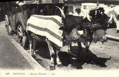 REPRO Bayonne Attelage Bearnais 