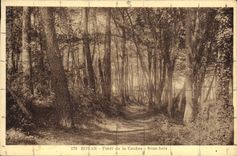 CPA Royan Foret de la Coubre Sous bois 