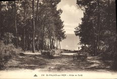 CPA St Palais sur Mer Allee en foret 