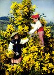 CPM Les Fleurs de la Cote d'Azur Mimosas 