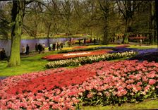 CPM La Hollande en parure des fleurs 