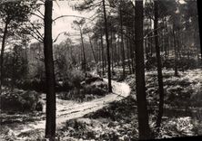 CPM La Lande Chemin dans la Foret 