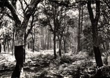 CPM Les Landes de Gascogne Foret de Chnes Liege 