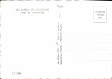 CPM Les Landes de Gascogne Foret de Chnes Liege