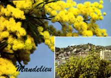 CPM Mandelieu le Pays du Mimosa vue generale 