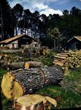 CPM Au pays Landais Vieille Ferme en bordure de la foret 