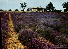 CPM Reflets de Provence Champ de Lavande 