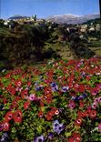 CPM La Cote d'Azur miracle de la nature Saint Paul de Vence Alpes Maritimes la floraison des anemone