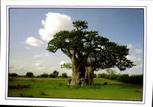 CPM La Baobab Caverne 