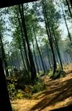 CPM Couleurs et lumiere de France Les Landes de Gascogne foret landaise 