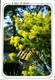 CPM Cote d'Azur French Riviera Mimosas en fleurs 