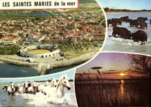 CPM Les Saintes Maries de la Mer Taureaux