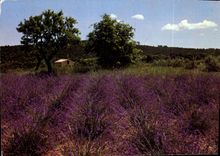 CPM Sous le Beau ciel du Midi Champ de Lavande 