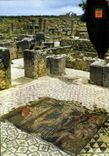 CPM Volubilis Mosaiques de la maison de Venus