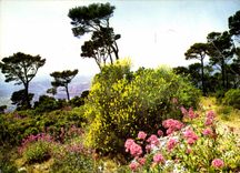 CPM La Cote d'Azur Miracle de la Nature Paysage de la Cote d'Azur 