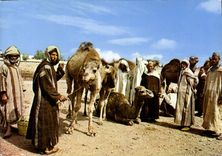 CPM Le Maroc Pittoresque Halte au Desert 