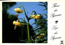 CPM Fleurs des Pyrenees 