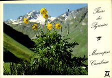 CPM Fleurs des Pyrenees Meconopsis Cambrica 