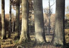 CPM Futaie Colbert Foret de Troncais 