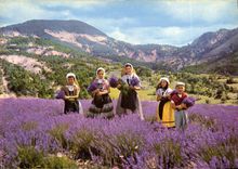 CPM Cueillette de La Lavande 