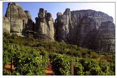CPM Un des plus veux vignobles du monde du pied des monts Meteore en Thessalie Grece 
