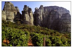 CPM Un des plus veux vignobles du monde du pied des monts Meteore en Thessalie Grece 