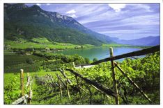 CPM Vignoble de Haut Adige entre montagnet et le lac de Caldaro Italie