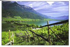 CPM Italie Vignoble de Haut Adige entre montagne et le lac de Caldaro