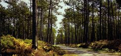 CPM Dans nos forets de gascogne La Pinede 