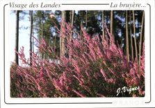 CPM Visage des Landes La Bruyere 