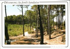CPM Decouvrez la foret landaise 