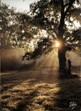 CPM Landes Coucher de Soleil dans la foret 
