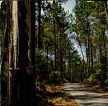 CPM Visage des Landes Route en Foret 